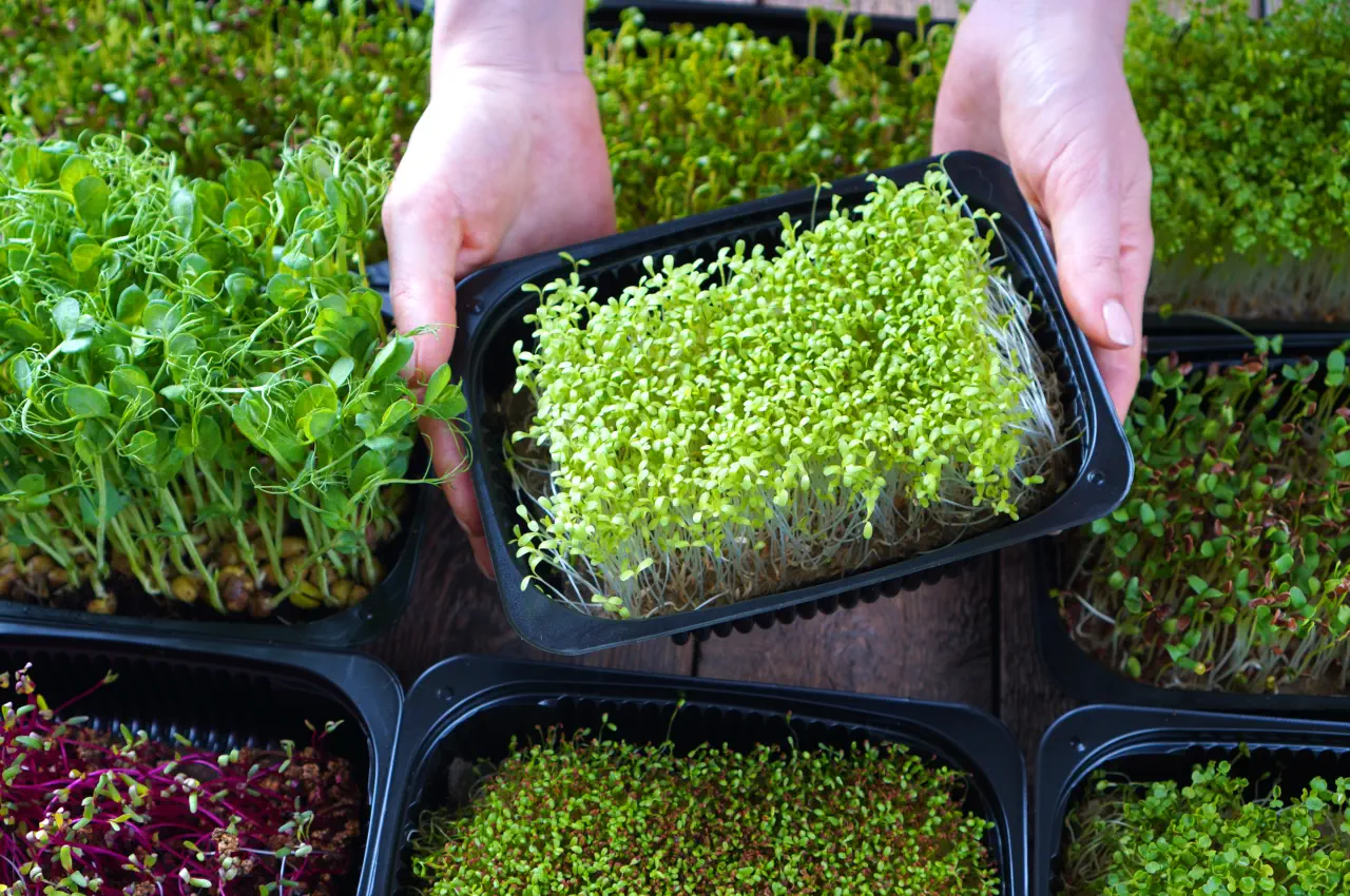 How to Grow Microgreens at Home